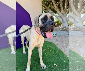 Mutt Dogs for adoption in Goodyear, AZ, USA