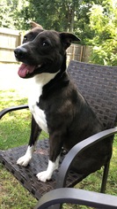American Staffordshire Terrier-Border Collie Mix Dogs for adoption in Phoenixville, PA, USA