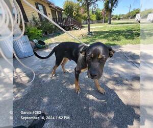 Rottweiler-Unknown Mix Dogs for adoption in San Antonio, TX, USA