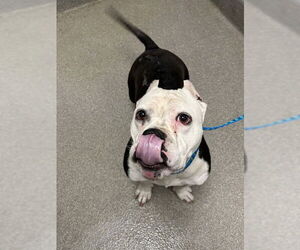 American Pit Bull Terrier-Unknown Mix Dogs for adoption in Las Vegas, NV, USA