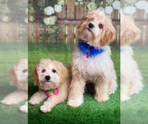 Maltipoo Dogs for adoption in Garland, TX, USA