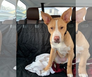 Boxador Dogs for adoption in Princeton, MN, USA