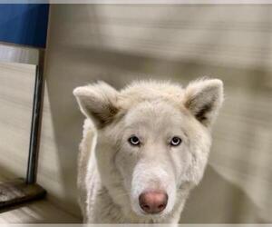 Alaskan Malamute Dogs for adoption in Bakersfield, CA, USA