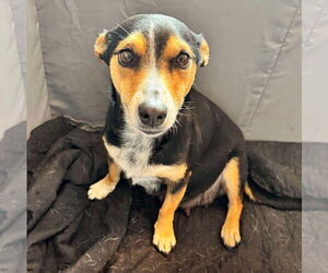 Rat-Cha Dogs for adoption in Grafton, WI, USA