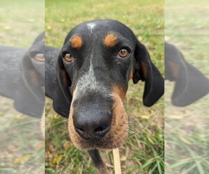 Bluetick Coonhound Dogs for adoption in Bolivar, MO, USA