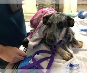 Mutt Dogs for adoption in Riverside, CA, USA