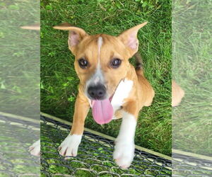 Jack Russell Terrier-Unknown Mix Dogs for adoption in Germantown, OH, USA