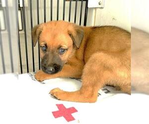 Labrador Retriever-Unknown Mix Dogs for adoption in Houston, TX, USA