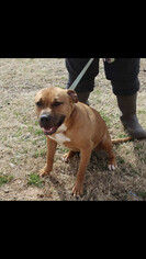 Bullboxer Pit Dogs for adoption in Seminole, OK, USA