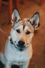 German Shepherd Dog Dogs for adoption in Studio City, CA, USA