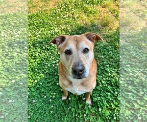 Labrador Retriever Dogs for adoption in Decatur, GA, USA