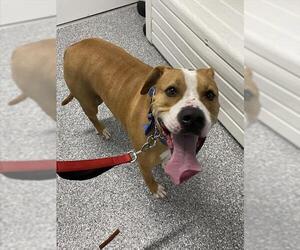 Mutt Dogs for adoption in Westminster, MD, USA