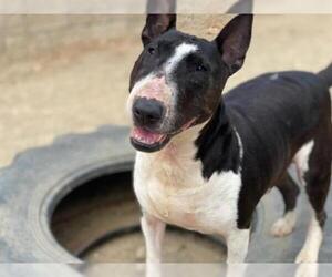 Bull Terrier Dogs for adoption in Santa Barbara, CA, USA
