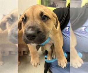 American Pit Bull Terrier-Unknown Mix Dogs for adoption in Rancho Cucamonga, CA, USA