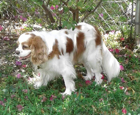 Cavalier King Charles Spaniel Dogs for adoption in Enterprise, FL, USA