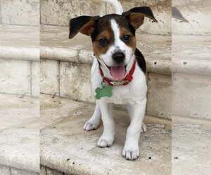 Rat-Cha Dogs for adoption in Royal Palm Beach, FL, USA
