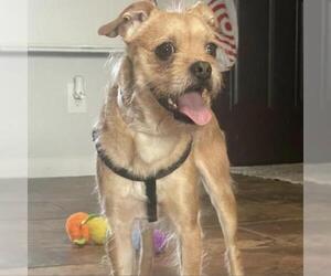 Border Terrier Dogs for adoption in Aurora, CO, USA