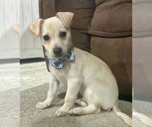 Chiranian Dogs for adoption in Germantown, OH, USA