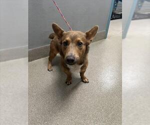 Pembroke Welsh Corgi-Unknown Mix Dogs for adoption in Las Vegas, NV, USA