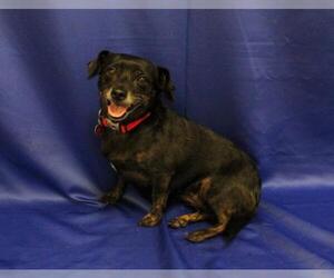 Dachshund Dogs for adoption in Waynesboro, PA, USA