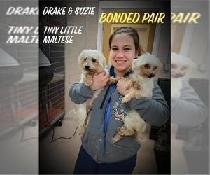 Maltese Dogs for adoption in Columbia, TN, USA