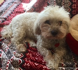 Hava-Apso Dogs for adoption in Pawtucket, RI, USA