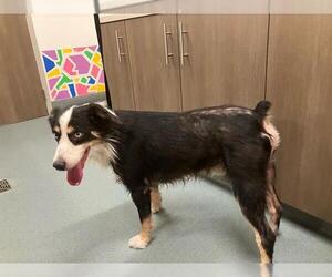 Medium Photo #1 Australian Shepherd-Unknown Mix Puppy For Sale in Baytown, TX, USA