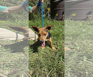 Chiweenie Dogs for adoption in Missouri City, TX, USA