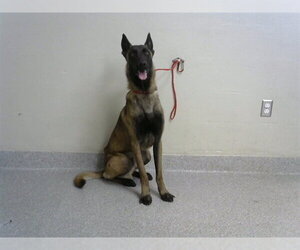 Mutt Dogs for adoption in Pasadena, TX, USA