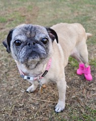 Pug Dogs for adoption in Huntington, NY, USA