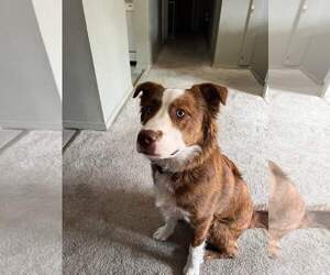 Border Collie-Unknown Mix Dogs for adoption in Columbus, IN, USA