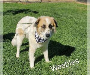 Anatolian Shepherd-Unknown Mix Dogs for adoption in Placerville, CA, USA