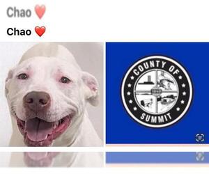 American Pit Bull Terrier-Unknown Mix Dogs for adoption in Akron, OH, USA
