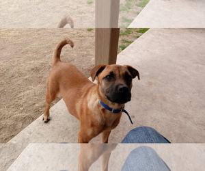 Boxer-Pug Mix Dogs for adoption in Helotes, TX, USA