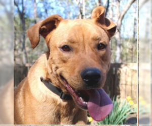 Rhodesian Ridgeback-Unknown Mix Dogs for adoption in Decatur, GA, USA