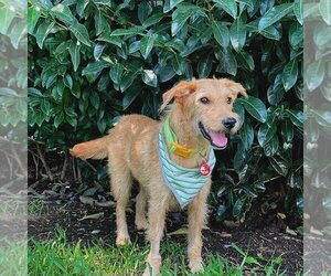 Mutt Dogs for adoption in Auburn, WA, USA