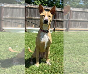 American Pit Bull Terrier-Unknown Mix Dogs for adoption in Great Bend, KS, USA