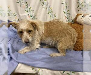 Norwich Terrier Dogs for adoption in Modesto, CA, USA