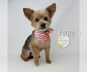 Mutt Dogs for adoption in Benton, LA, USA