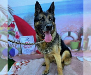 German Shepherd Dog Dogs for adoption in Long Beach, CA, USA