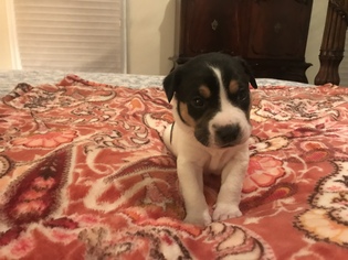 Medium Photo #1 Mutt Puppy For Sale in Holly Springs, NC, USA