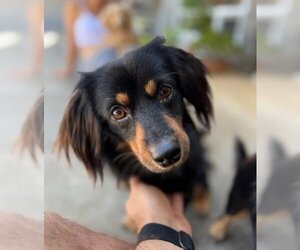 Dachshund-Spaniel Mix Dogs for adoption in Los Angeles, CA, USA