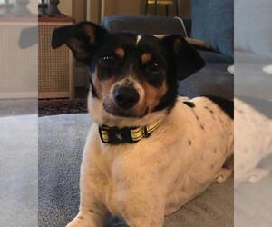 Rat Terrier Dogs for adoption in Doylestown, PA, USA