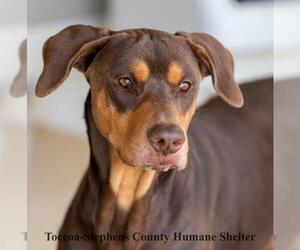 Doberman Pinscher-Unknown Mix Dogs for adoption in Toccoa, GA, USA