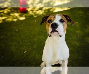 American Pit Bull Terrier-Unknown Mix Dogs for adoption in Orlando, FL, USA