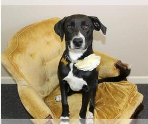 Collie-Labrador Retriever Mix Dogs for adoption in Rockaway, NJ, USA