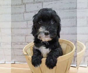 Medium Photo #1 Miniature Bernedoodle Puppy For Sale in Lakewood, CO, USA