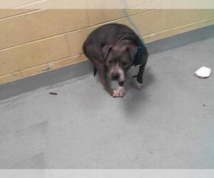 American Pit Bull Terrier Dogs for adoption in Tulsa, OK, USA