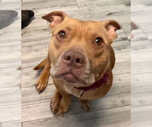 American Pit Bull Terrier-Unknown Mix Dogs for adoption in Melrose, FL, USA