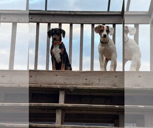 Beagle-Unknown Mix Dogs for adoption in Charlottesville, VA, USA